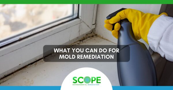 Mold Remediation