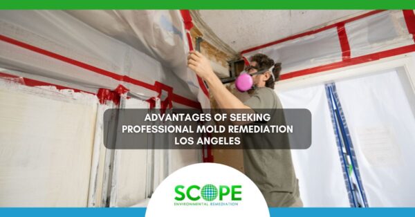Mold Remediation Los Angeles