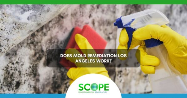 Mold Remediation Los Angeles