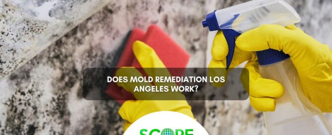 Mold Remediation Los Angeles