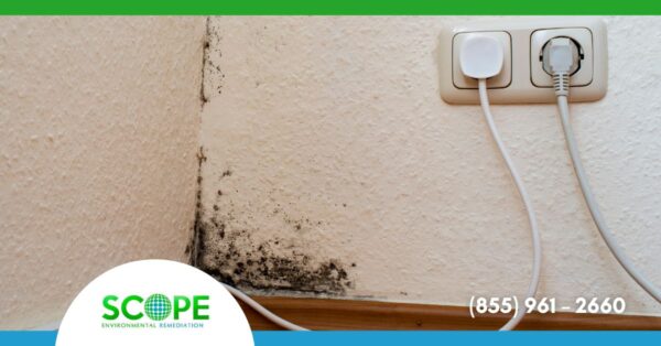 Mold Abatement