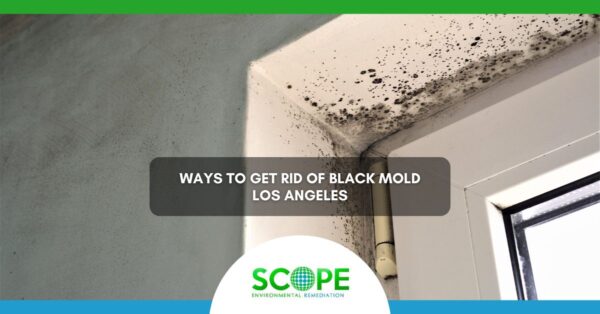 Black Mold Los Angeles
