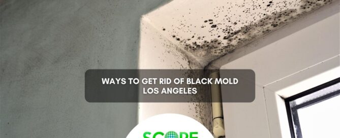 Black Mold Los Angeles