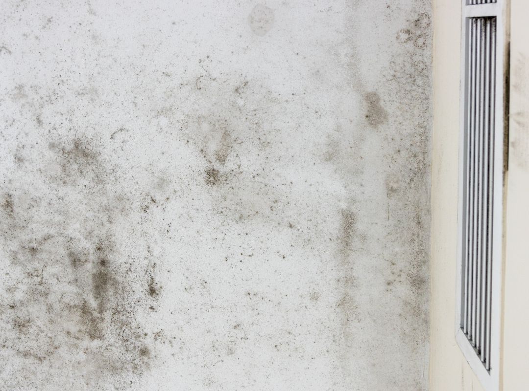 Your Home has mold? It's Test For Mold Time Scope Clean Scope